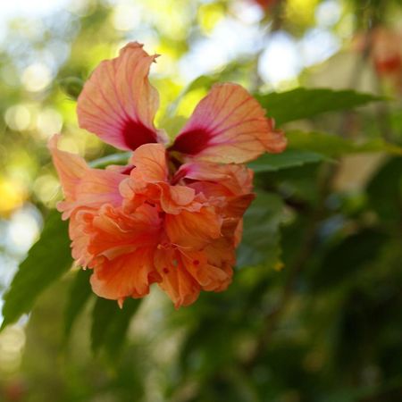 Hostal Casaluna San Andres Dış mekan fotoğraf